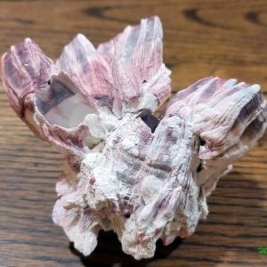 Barnacle