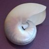 Nautilus pompilius