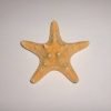 Estrela do Mar Nudosa