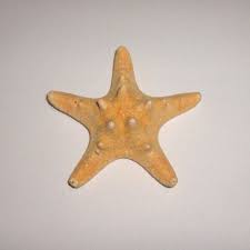 Estrela do Mar Nudosa
